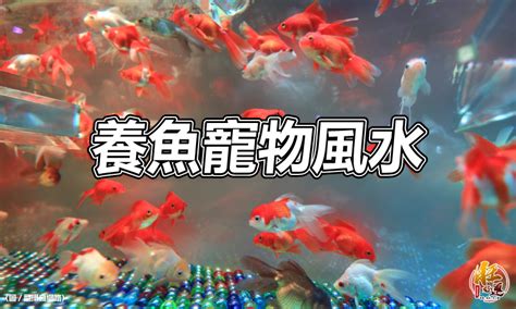 養蝦招財|【風水特輯】想催財就在家裡「這邊」放魚缸！養魚風。